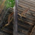 TL male (left) and female (right). Photo courtesy of Jennifer Rumbach